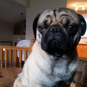 Meet your Posher, Barb